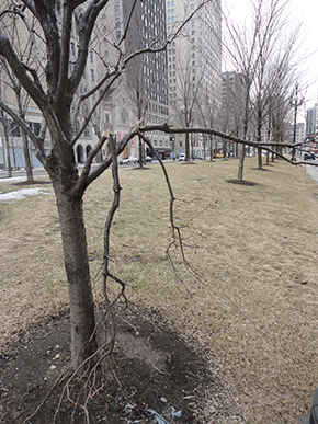 Tree with the broken branch.