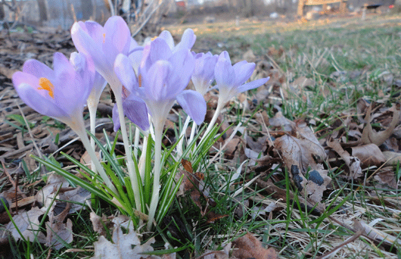crocus