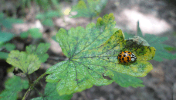 I also saw a crazy spider and I was going to photograph it, but I was too creeped out to get too close. Enjoy this picture of a (friendlier) ladybug.