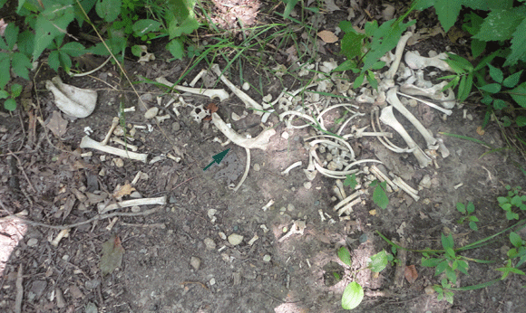 No big deal, JUST A FULL ANIMAL SKELETON OFF OF THE TRAIL. Someone identify this for me, OK? Thanks. 