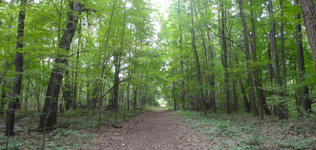 Hike. Man. This is just lovely.  Side note: Michigan has WAY MORE bugs than Spain. Also way more poison ivy.  