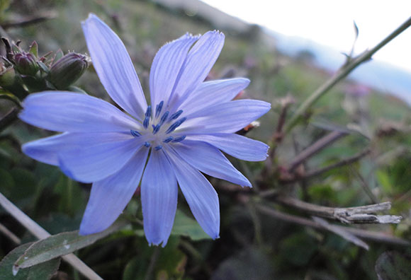 Chicory.