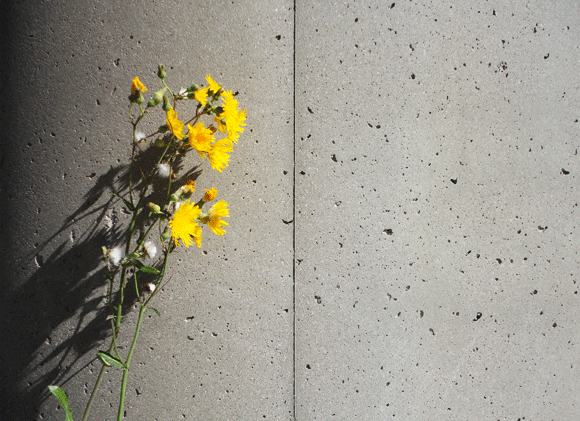 Flowers against a concrete post. I was struck by their bright color. This screams for a hipster quote. 
