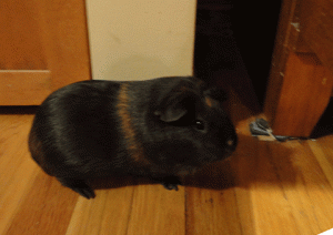 There she is! Kiwi. <3