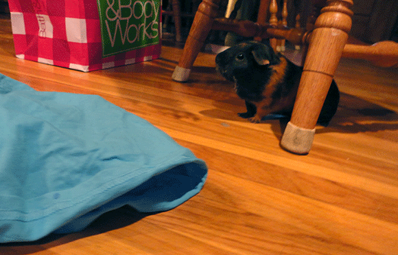 Christmas morning and all through the house, not a creature was stirring. Except for me and the guinea pig. I had some last minute crafts, ya see. 