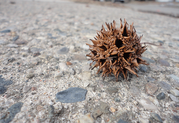 Sweet gum bulb!