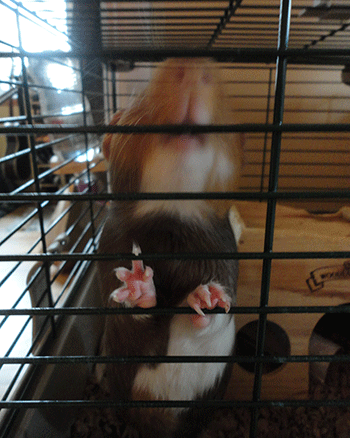 Guinea pig bellies. So pudgy-cute. 