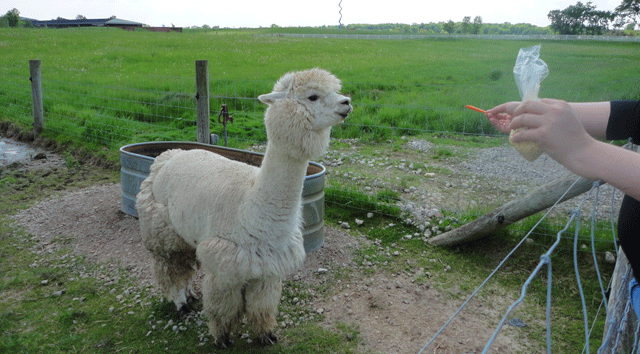 Aaaand here's a picture of a llama. 