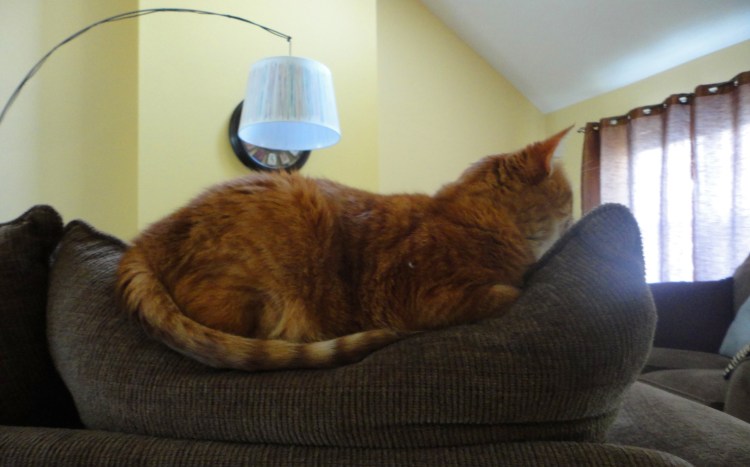 This is the catty cat of my friend! How cuuute!