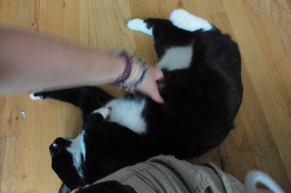 The cat be like, "Pleeeease rub my furry tummy!" and I was like, "Oh, OK, cat."