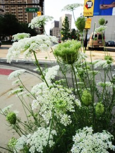 Everywhere this year. And I'm enthralled and obsessed and thankful. 