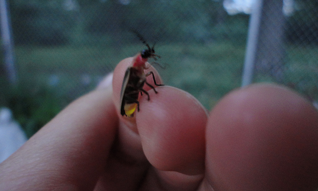 THIS LITTLE GUY!! I caught this lightning bug because he was close by, and then he was like, "Well, i think i'll do a dance."  HE WAS DANCING, you guys! He was wiggling his little legs...so cute!