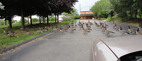 Here are a BUNCH OF CANADIAN GEESE TAKING UP THE ROAD. 