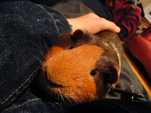 Franklin-nose! So velvety presh. 