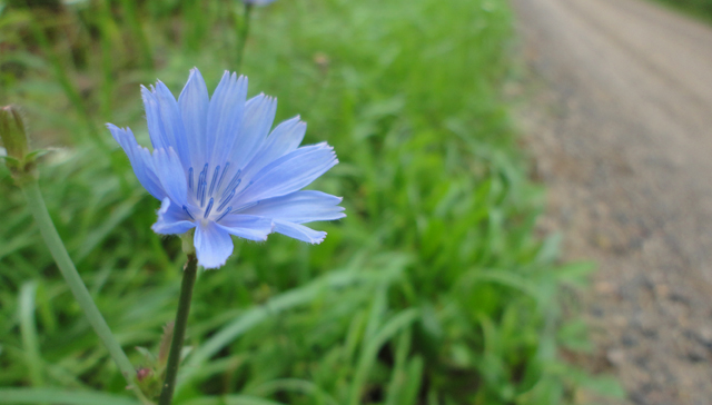 Chicory is a beloved summer flower of mine. 