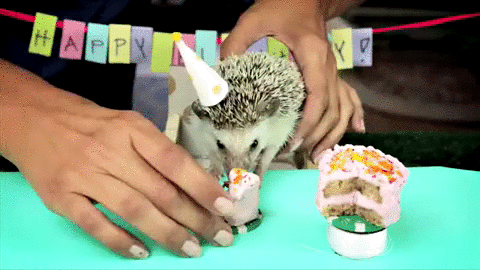 This hedgehog be like, "No."
