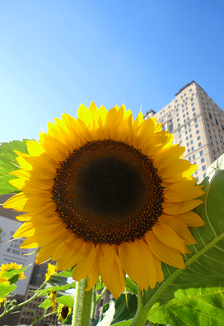 Too much about foodstuffs? Sorry. Here's a sunflower! Summah in the city. <3