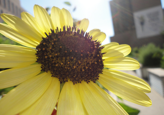 Sunflower