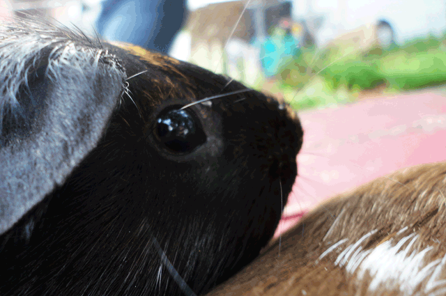 First of all: their big ol' eyes. 