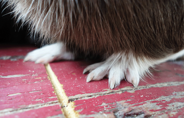 4. Tiny feets. Franklin (this guy) is so cute with his paws. Like, when I go to hold him, he'll step his front paws on my hand...but he doesn't understand the back paws need to be a part of the deal yet. :)