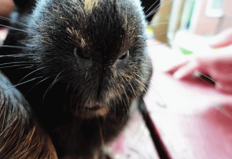 4. Guinea-pig lips! Watching guinea pigs chew=so cute. 