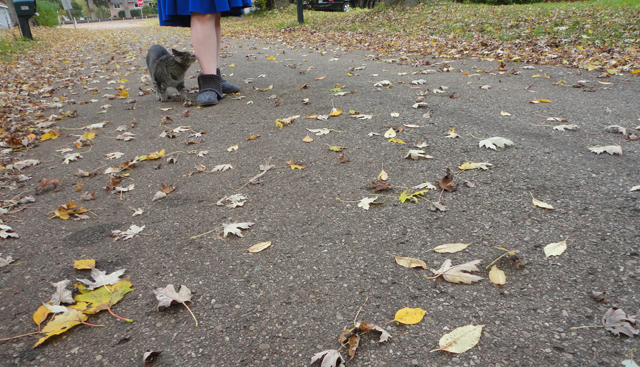 Scandalous photo! Of Kathryn and a friendly tiger and the fall leaves. 