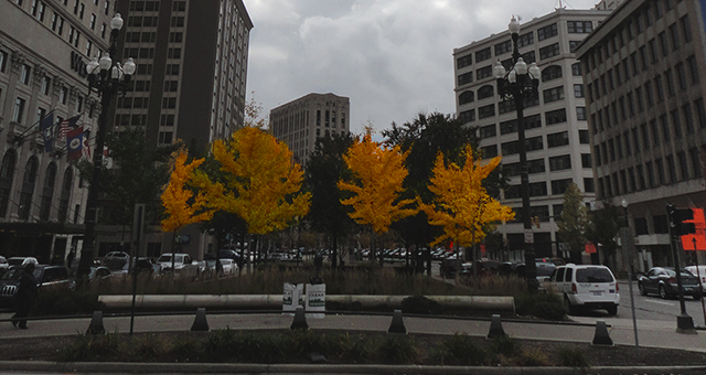 I appreciated the audacity of these yellow trees in the grey afternoon of the city. 