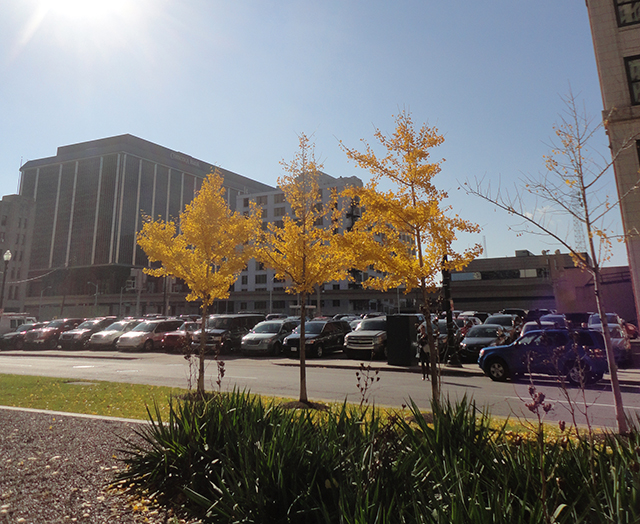 Yellow trees in the city. 