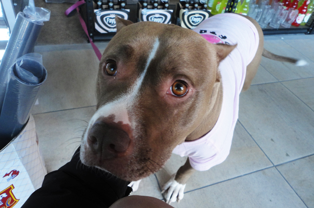 DIS BEEBEE. Sadie. The shop owner said he saved her from the side of a road three years ago. She was a tank of love; she came out for pats and love and let me take her photo. 