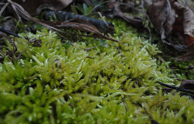 Moss always reminds me of fairies. I loves it. 