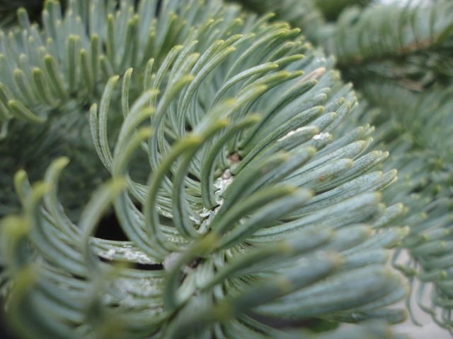 You can almost SMELL the pine, can't you?