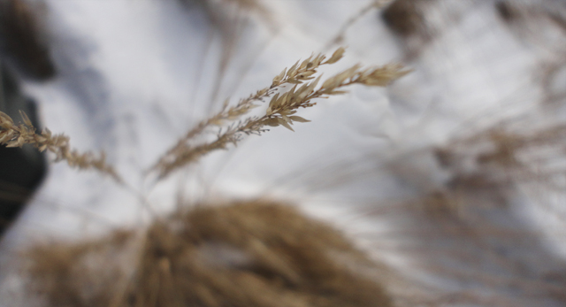Some blades of grass. It snowed a bit today. 