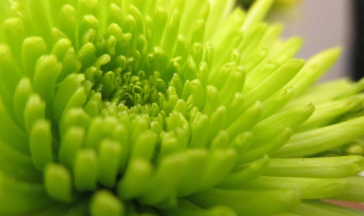 But, look! Flowers. See, there are still bright things, too. 