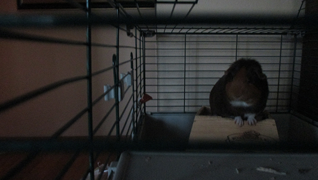 This is Franklin. In his cage. In the dusk. He is standing on his house, like a baby Snoopy.  Do you love his white paws?