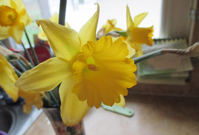 Daffodil in mom's Polish vase. 