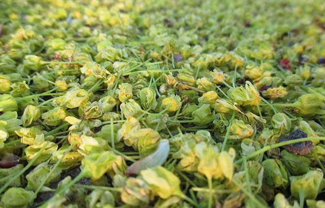 I love the smell of these--they bud tiny all over our maple tree before the leaves kick them out. To me, they are spring. 