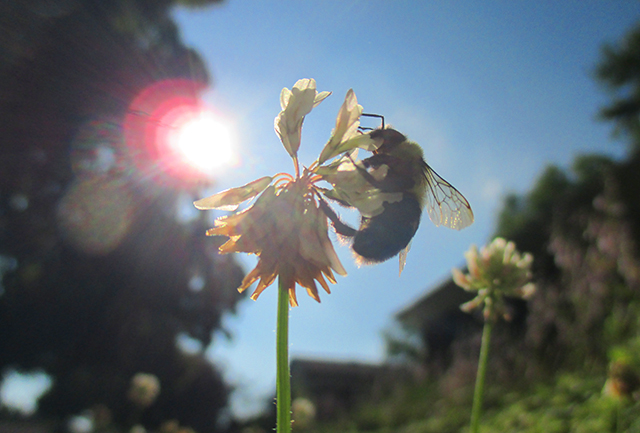 I caught this picture on my front lawn. This bee was heavy-laden, and would tip the flowers down to the ground as he visited them. :)