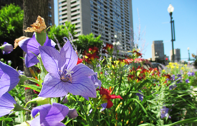 Overgrown flowers on my city-street. 
