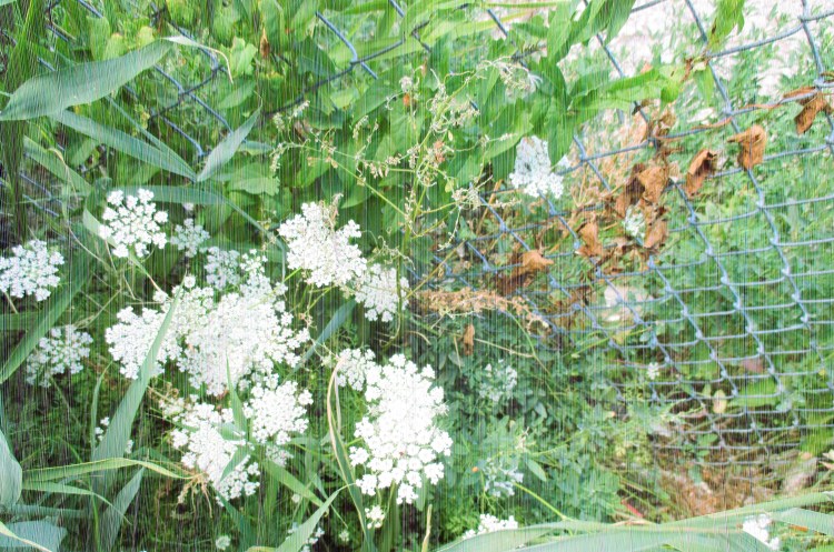 Dewd. Flowers and summer. Can this just go on forever? Is that an option? 