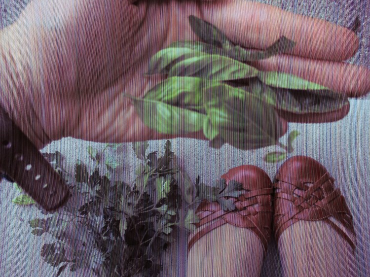 Leaves of basil, stalks of parsley, and my cute, cute red shoes. (They're not as comfortable as they are cute, though). 