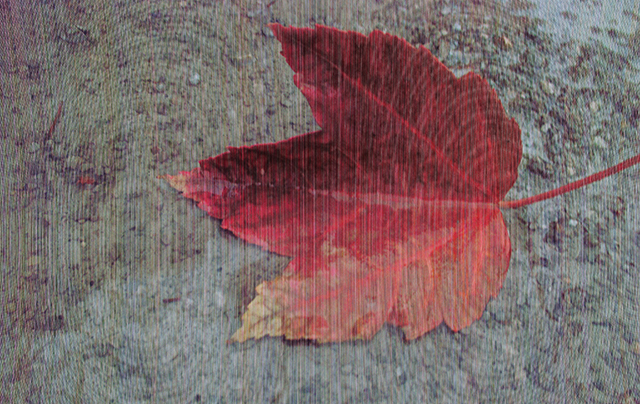 "leaf in a puddle"