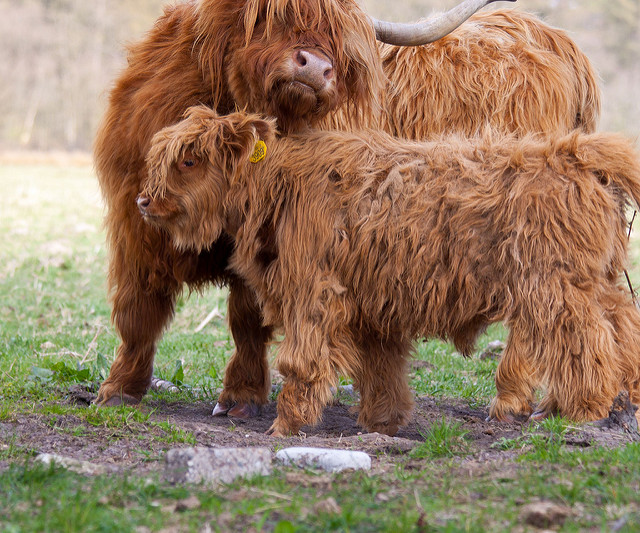 4541169570_3f4afef5ce_z