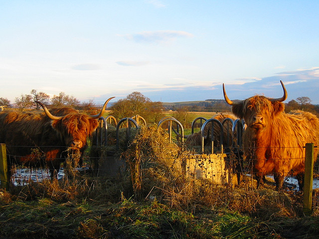 72922074_946bb16c03_z