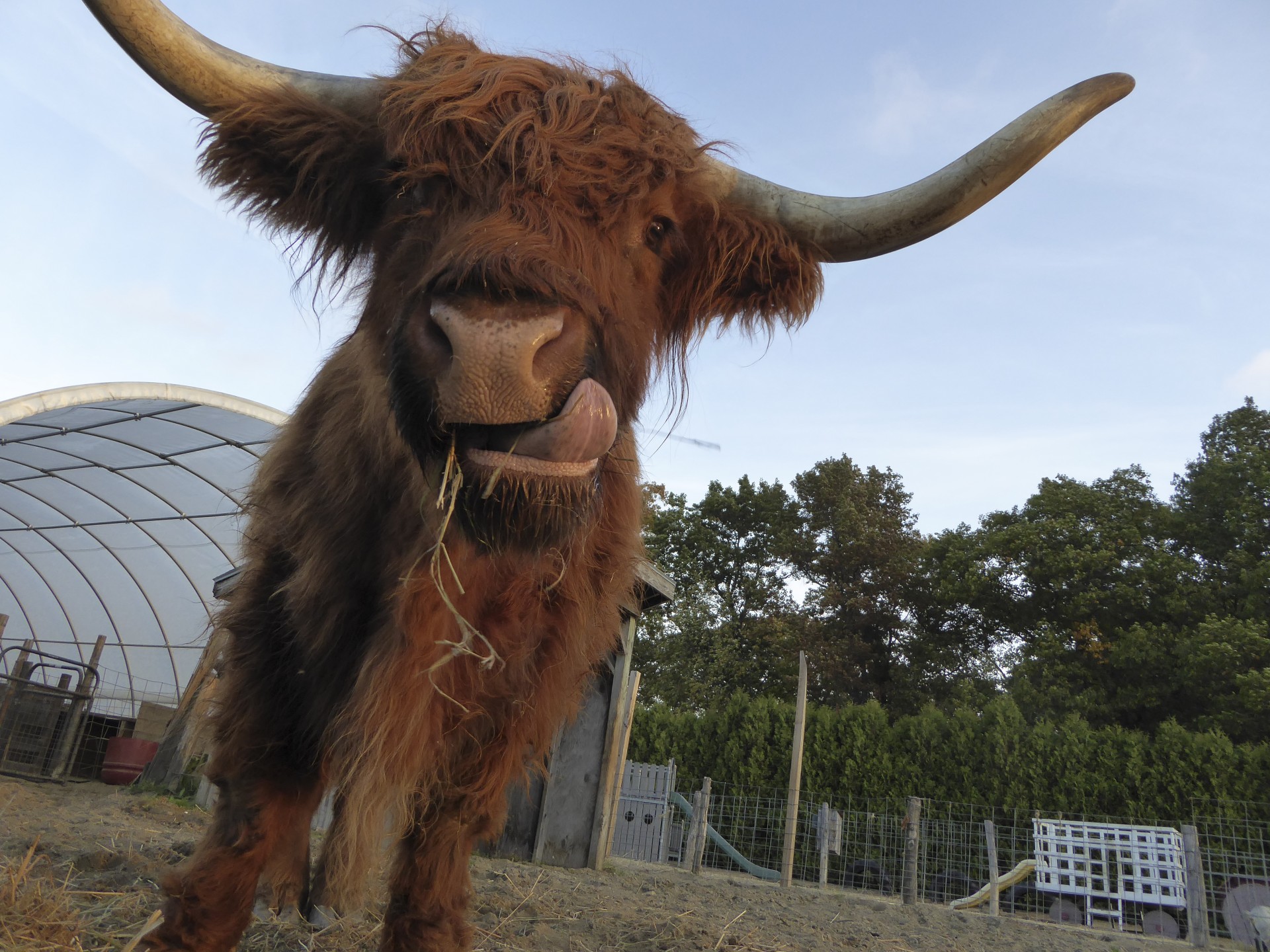 10 Things you probably didn’t know about the SCOTTISH HIGHLAND COW