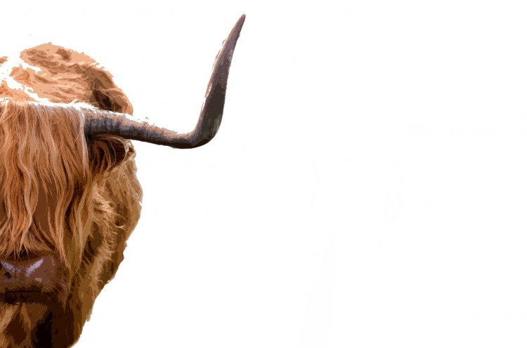 painting-of-a-highland-cow-1471103222tcb