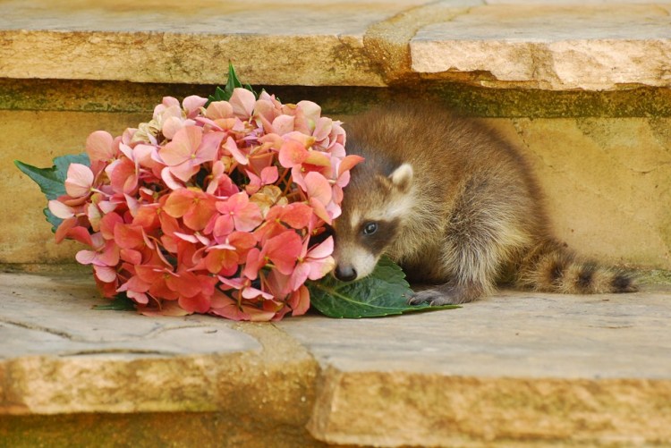 wild-life-1011565_960_720.jpg