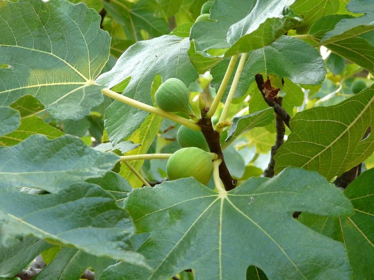 Fig-Tree-Close-Fig-Fig-Leaves-1540920.jpg